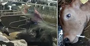 Åtal för grovt djurplågeri på Arlagård på Öland